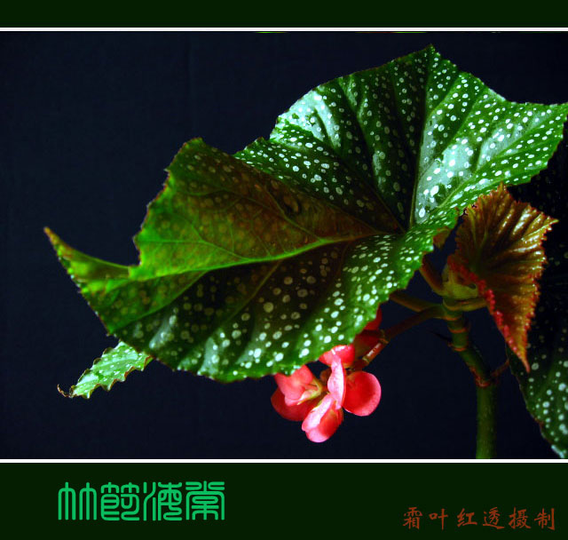 �� �}:�λ���:���Ļ���λ�������r(n��ng)�彨�O(sh��)
�� �ߣ��λ���
�� ��:2007-06-26 14:48:29
�c ��:856