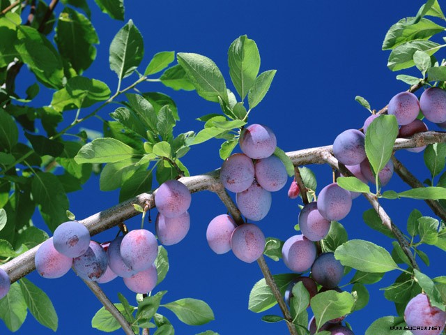 �� �}:���l(xi��ng)���ǰ;�����A��s
�� �ߣ��Rѩ�� 񘽨��
�� ��:2007-11-13 23:16:56
�c ��:898