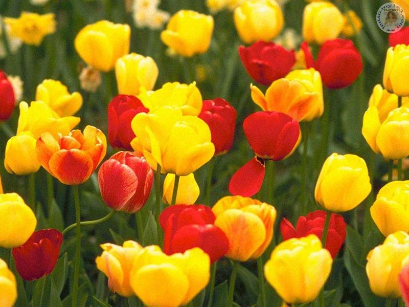 ��(bi��o) �}:�Rѩ�壺��ʲô�f����ƌW(xu��)߀���ǿƌW(xu��)
�� �ߣ��Rѩ��
�� ��:2007-11-15 00:11:25
�c(di��n) ��:654