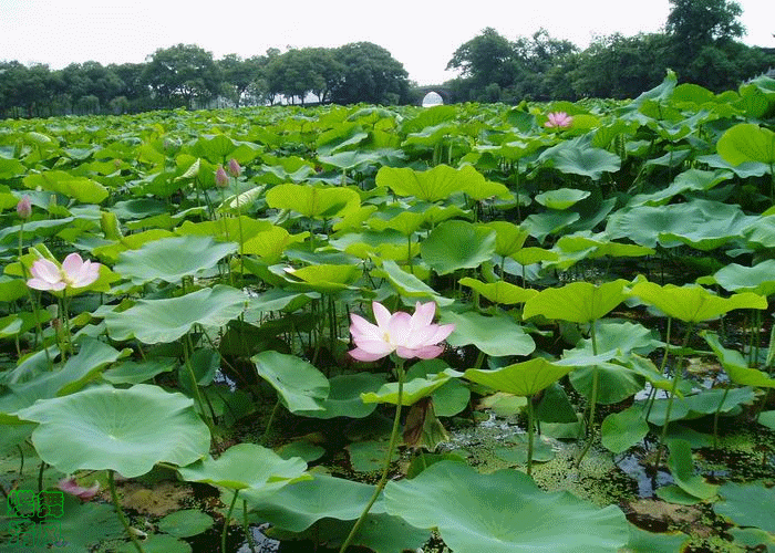 �� �}:��ѩ�أ�������^(q��)�����Pϵ���|�о�
�� �ߣ���ѩ��
�� ��:2021-01-03 19:43:58
�c ��:11087