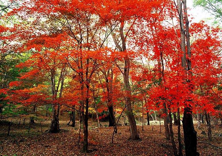 ��(bi��o) �}:���Ϸ���ĩ���ġ����ČW(xu��)��
�� �ߣ�sn
�� ��:2008-11-16 09:17:14
�c ��:2045