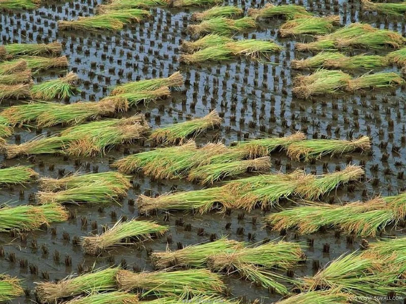 ��(bi��o) �}:ꐰط壺�������D(zhu��n)��(du��)�r(n��ng)���A�ӷֻ���Ӱ�
�� �ߣ�ꐰط�
�� ��:2009-09-23 23:28:20
�c(di��n) ��:3813