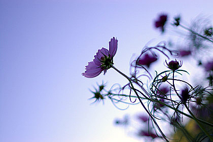 ��(bi��o) �}:κ���գ��@һ�����ǹ�С؜��֪�R(sh��)����������һ��
�� �ߣ�κ����
�� ��:2015-05-25 08:42:32
�c(di��n) ��:3470